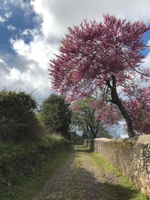 Art-Marvao, Alojamento Rural Villa Exterior foto